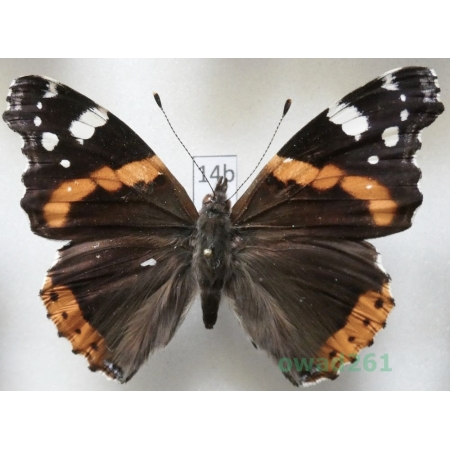 Vanessa atalanta (Linnaeus, 1758) Czech14b